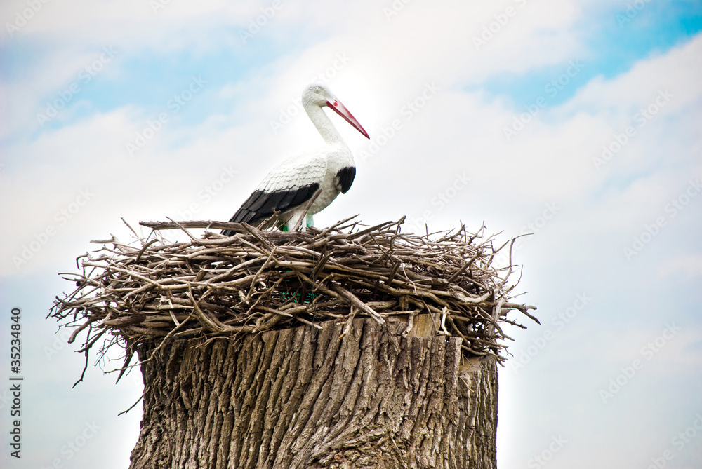 Fototapeta premium stork nest