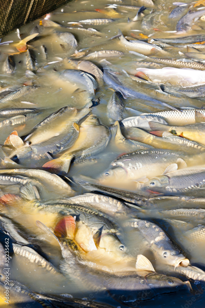 Fototapeta premium harvesting pond