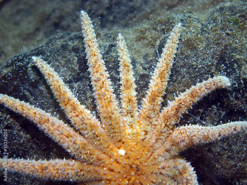 Naklejka premium Sunflower Sea Star