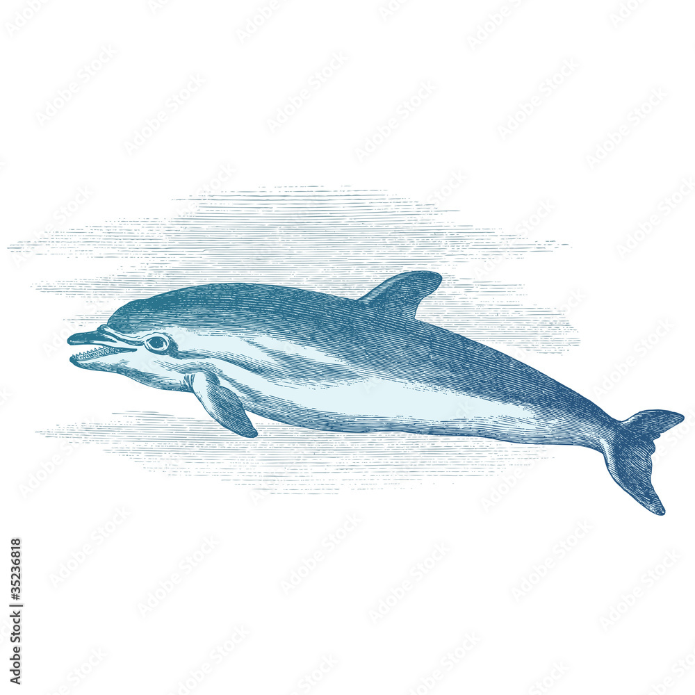 Obraz premium Dauphin