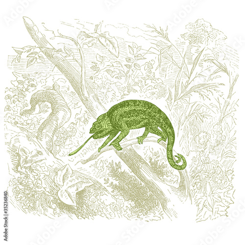 Caméléon