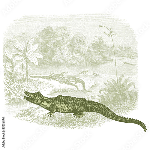 Crocodile
