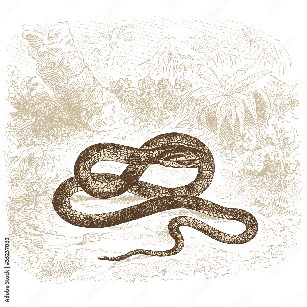 Fototapeta premium Vipère