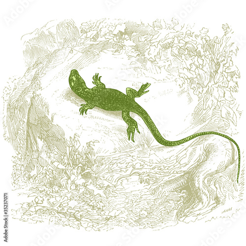 Lézard