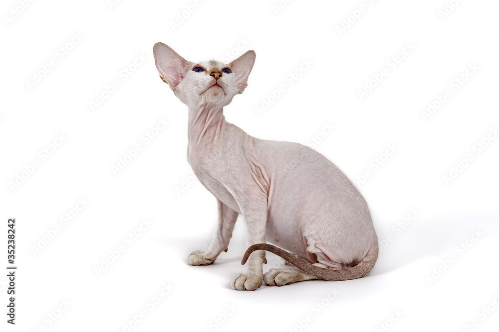 Peterbald Kitten 18351