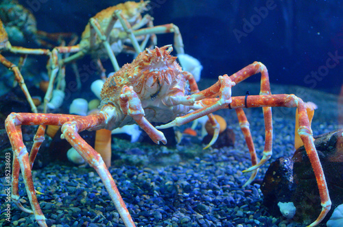 Foto Crab
