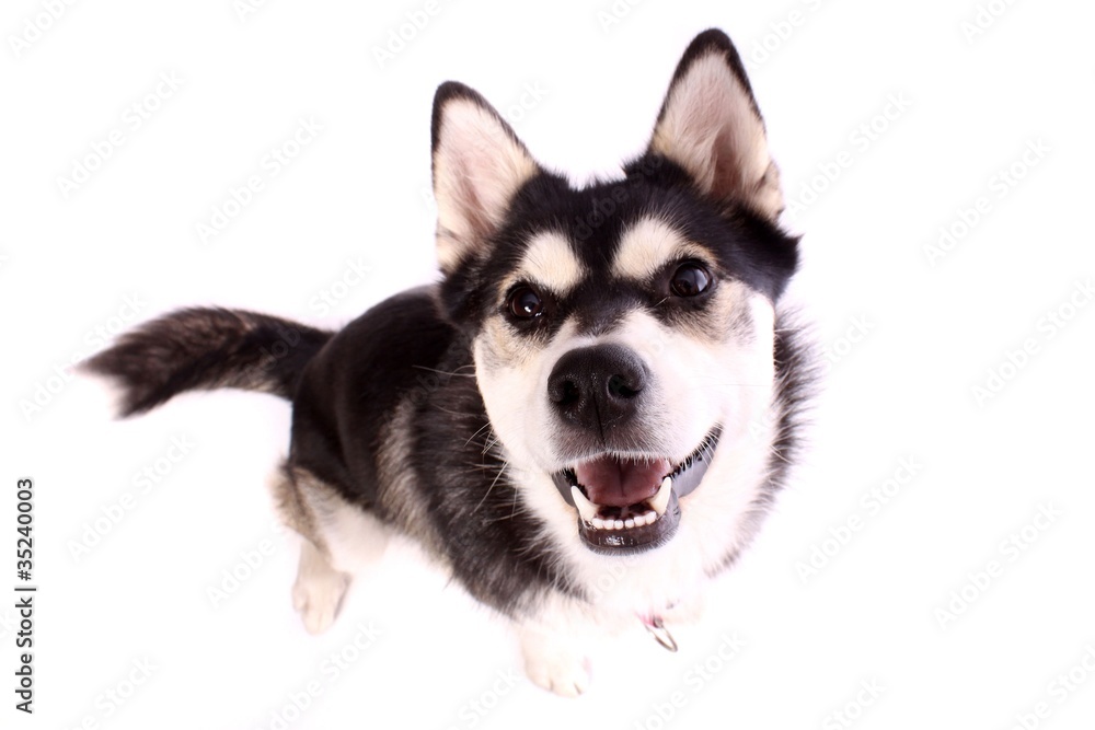 Junghund Husky mit strahlendem Lächeln