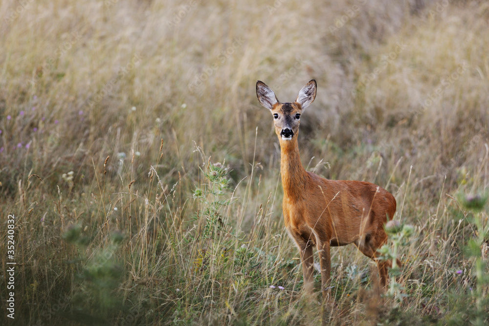 Female roe-deer in late summer color