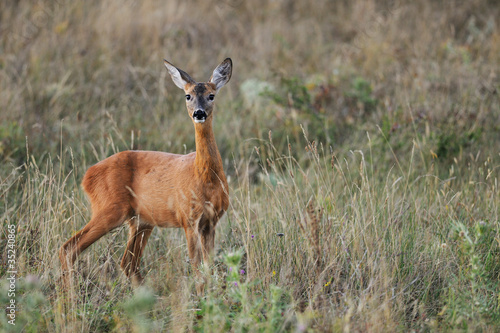 Female roe-deer in late summer vegetation