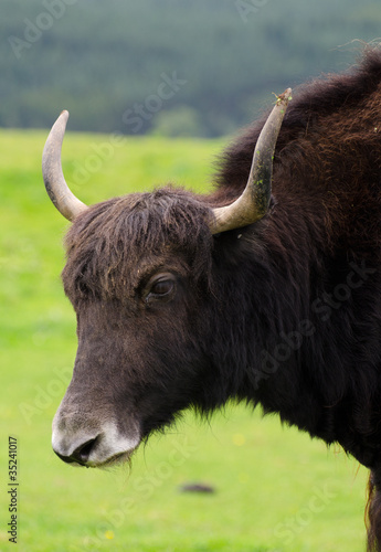 fur covered cow on green field background