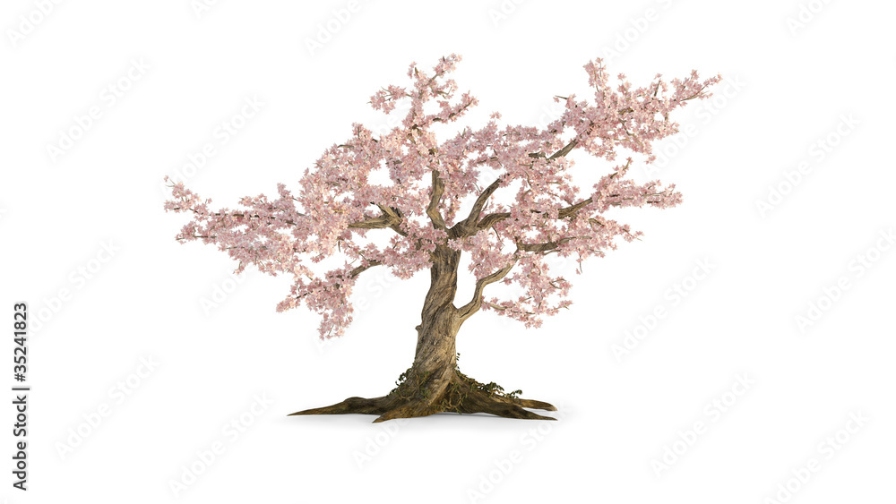 old cherry tree isolated on white