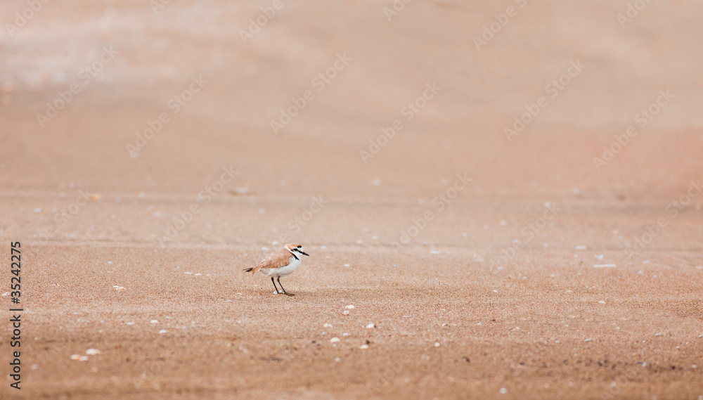 Ringed plover Ringed plover