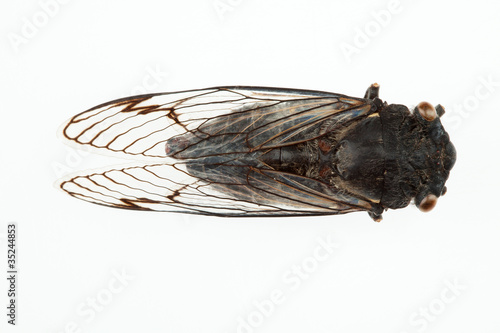 Cicada © Steve Lovegrove