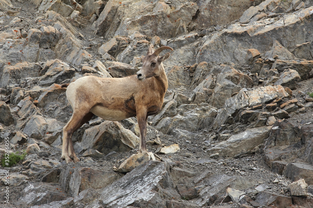 Rocky Mountain Bighorn Sheep - Alberta, Canada Rocky Mountain Bighorn Sheep - Alberta, Canada