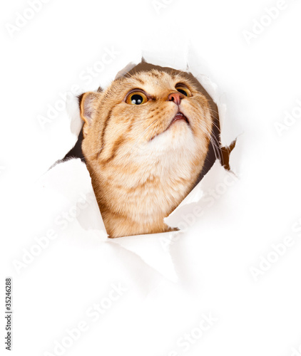 cat looking up in paper side torn hole isolated