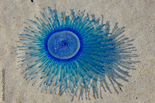 Blue button (Porpita porpita)