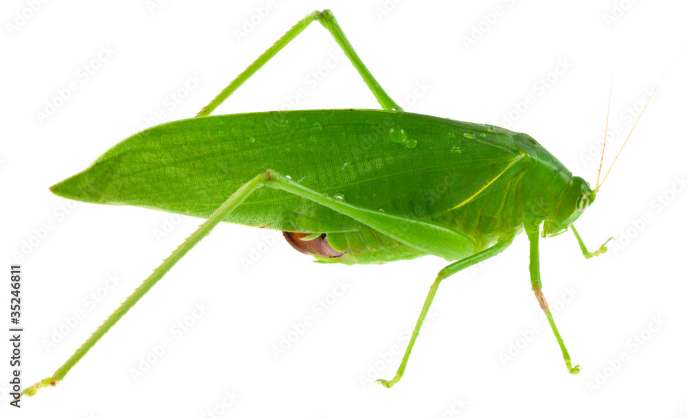 sauterelle verte, Tettigonia viridissima sauterelle verte, Tettigonia viridissima