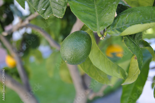 Zitrusfrucht, Limette, Insel Mainau, Bodensee, Deutschland