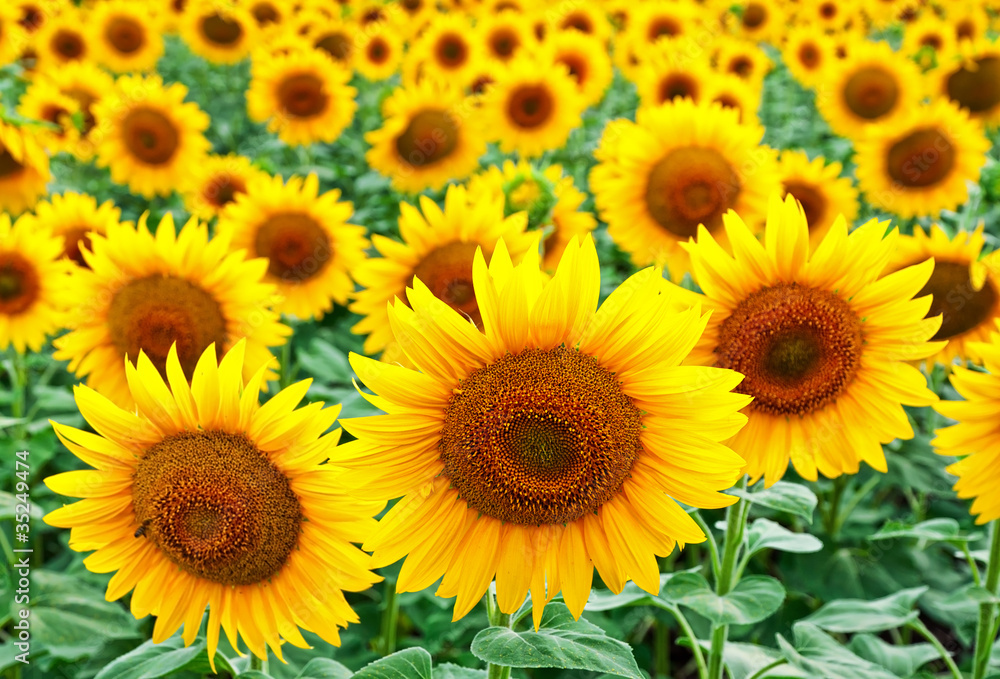 Sunflowers on a field