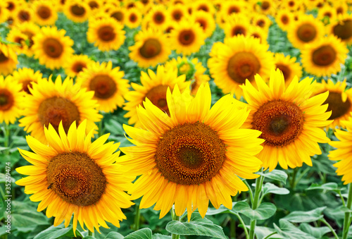 Fototapeta Naklejka Na Ścianę i Meble -  Sunflowers on a field