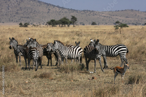 Troupeau de z  bres au Serengeti