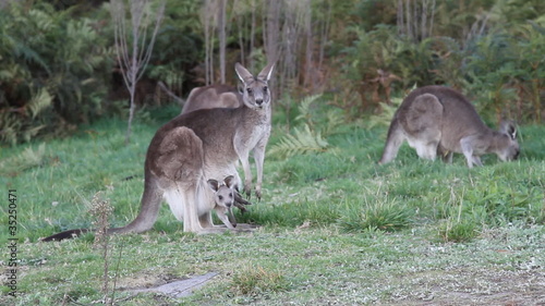 kangaroo with joey