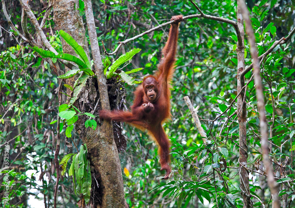 Naklejka premium orangutang in action