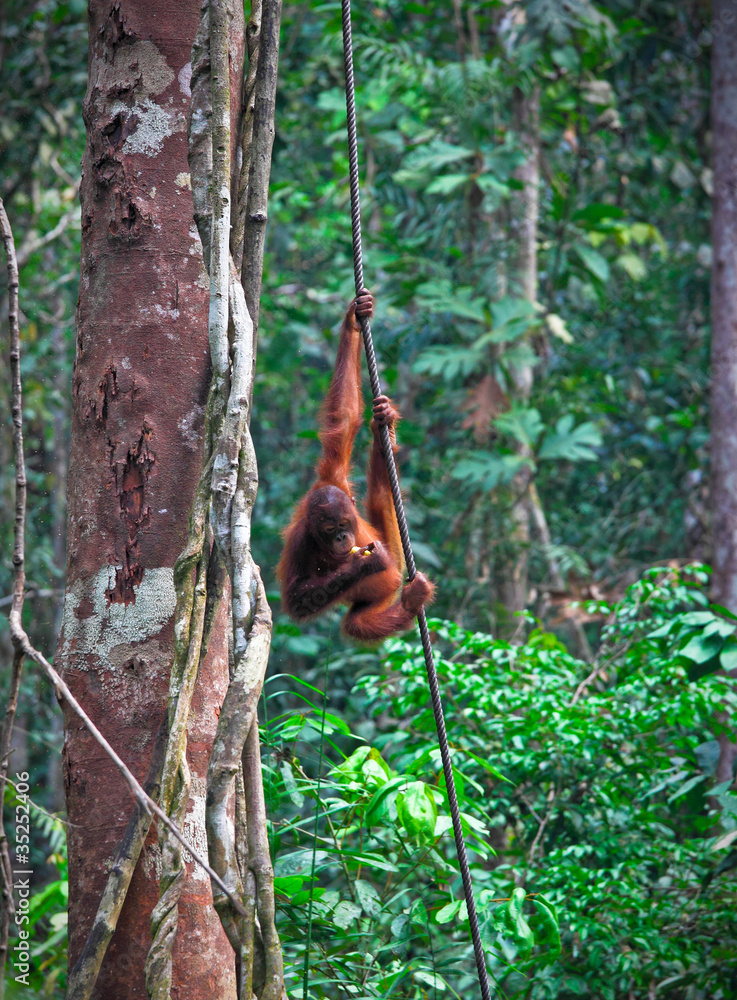 orangutang in rainforest