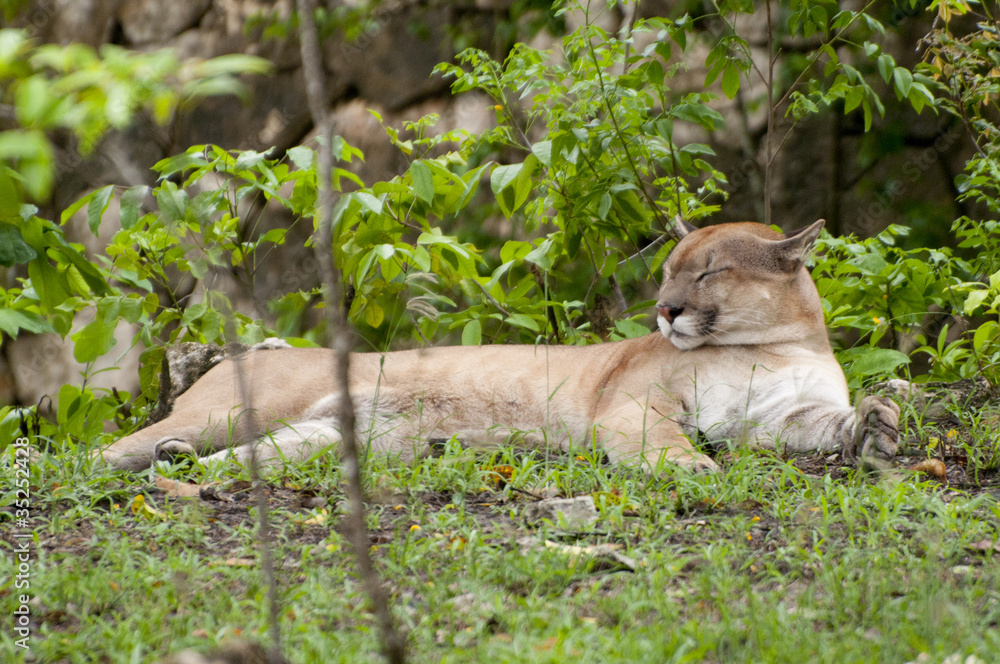 Fototapeta premium puma relaxando