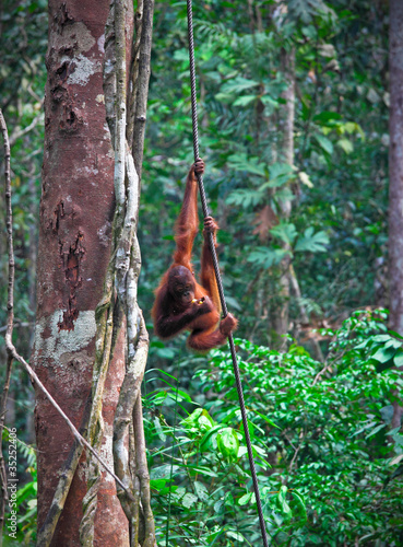 orangutang in rainforest