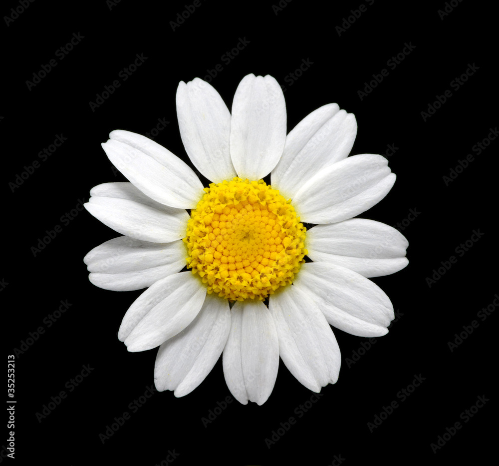 daisy flower daisy flower