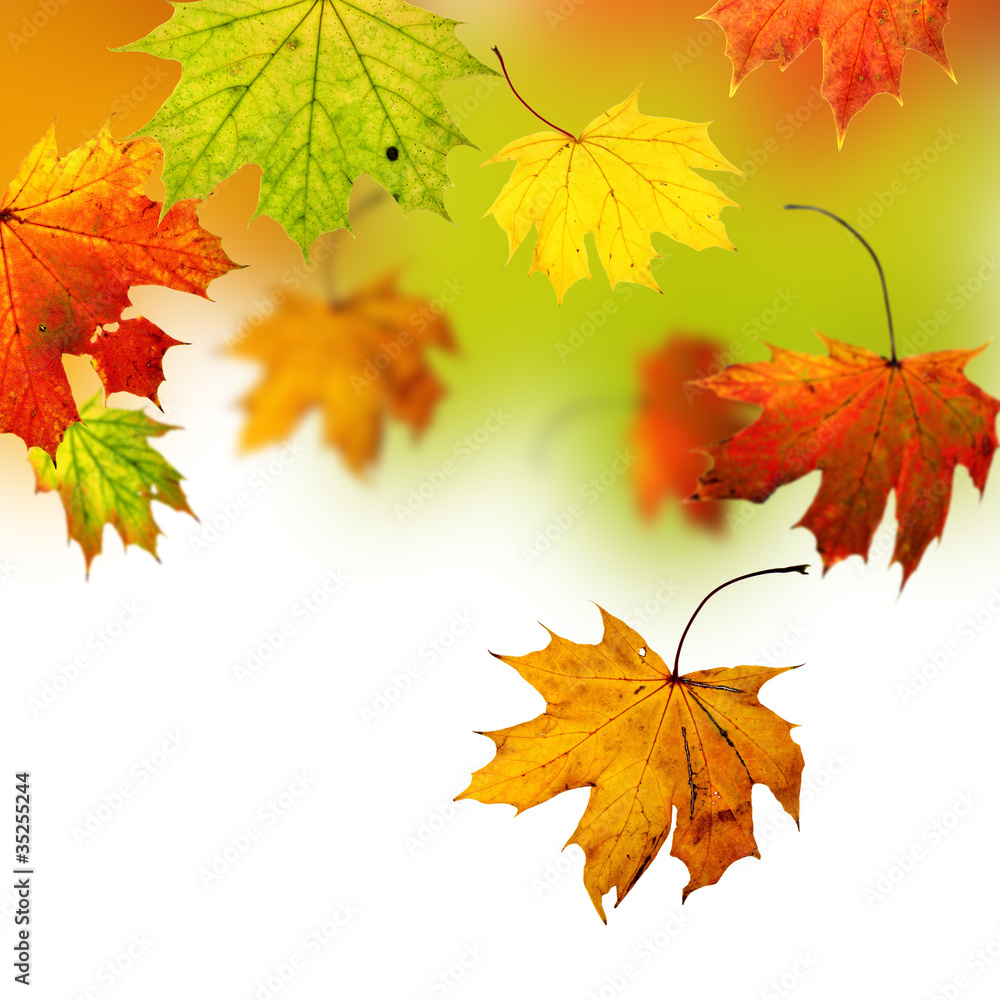 Autumn background Autumn background