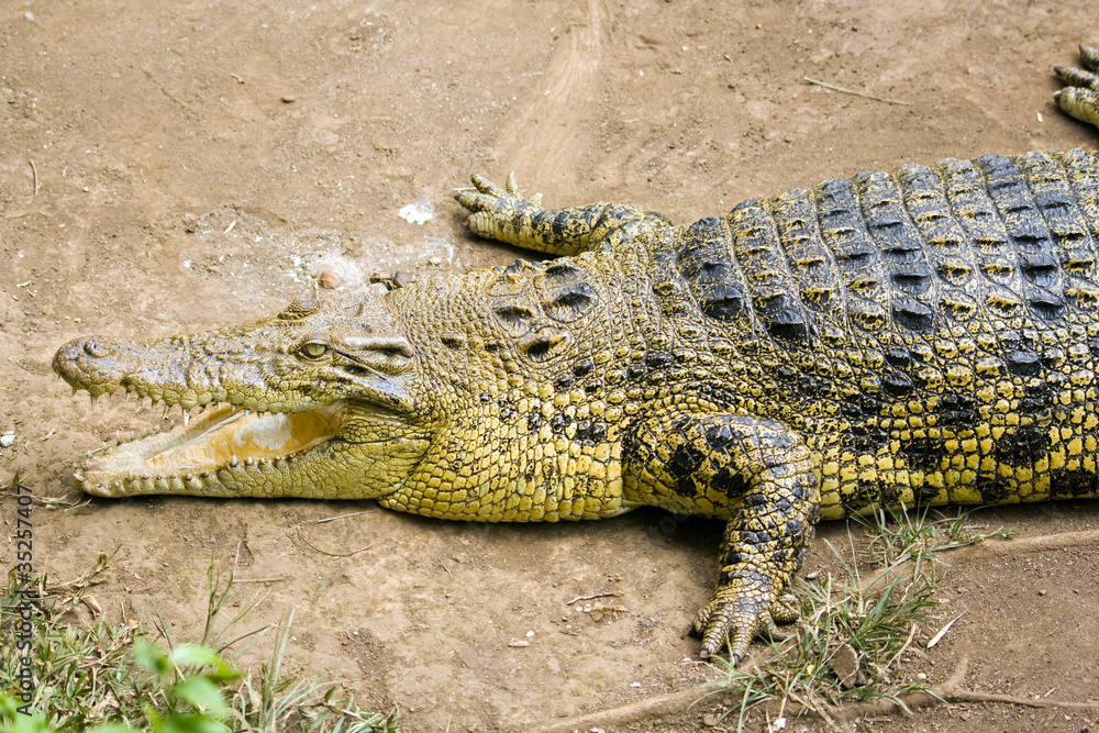 Fototapeta premium Portrait of a crocodile