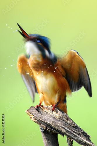 The Common Kingfisher (Alcedo atthis) photo