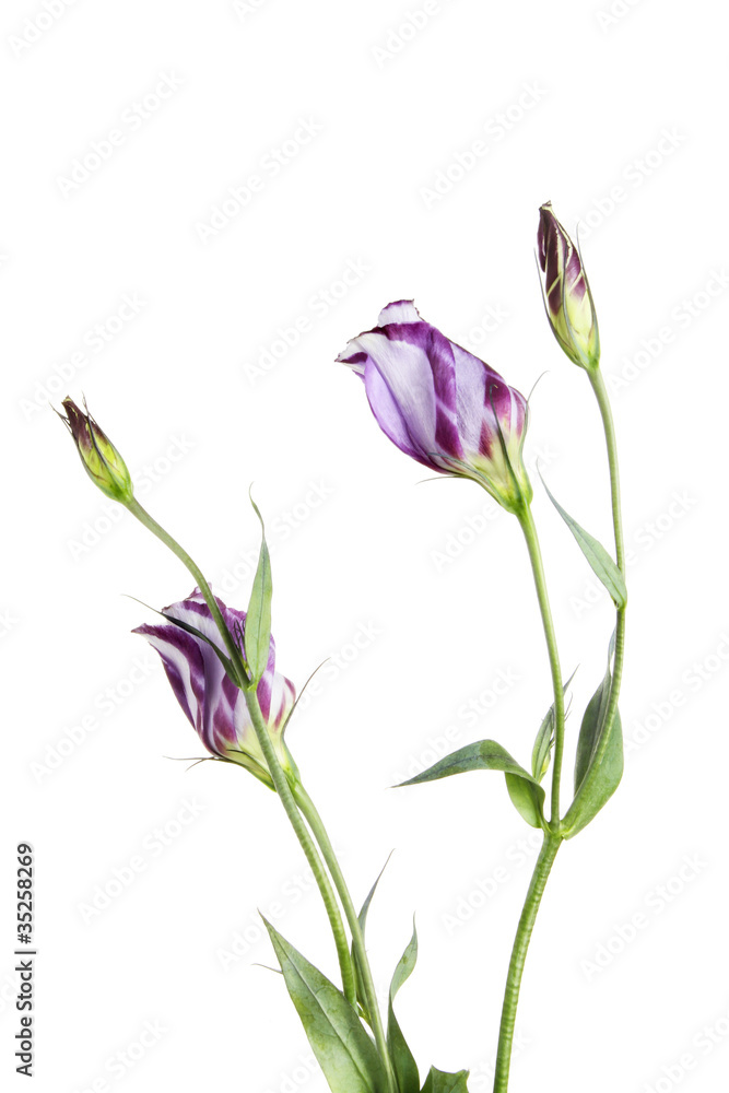 Eustoma flowers and buds Eustoma flowers and buds