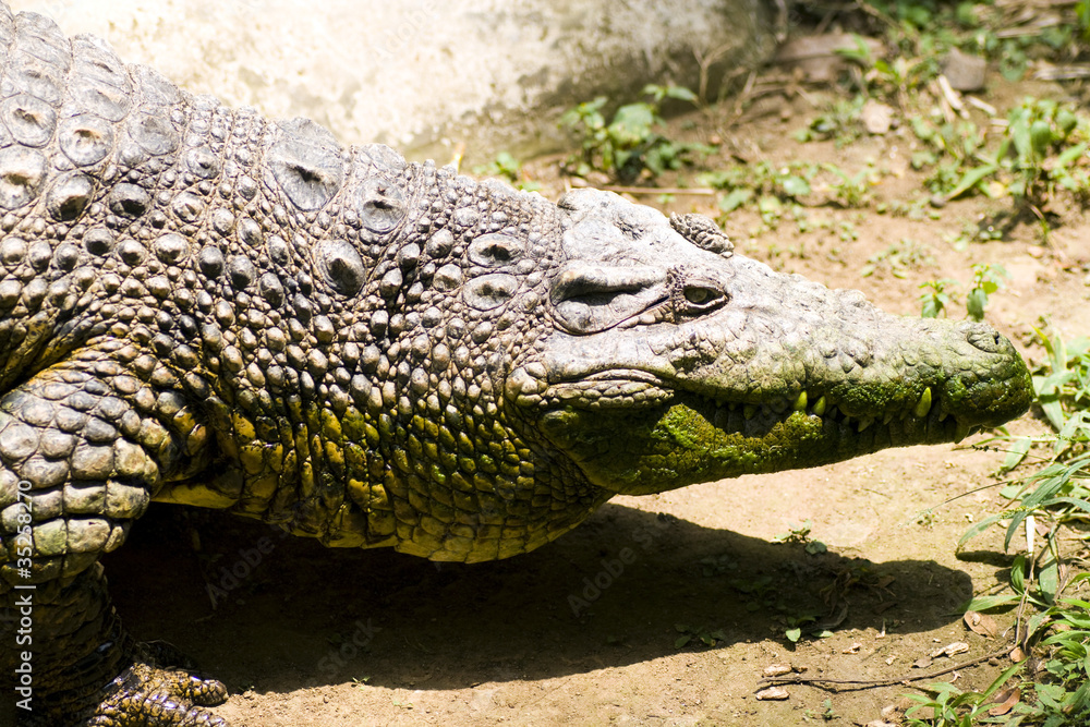 Fototapeta premium Portrait of a crocodile