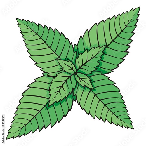 Mint leaves