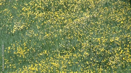 prato fiorito