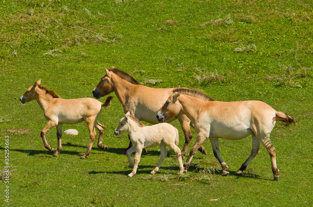 Running Horses Running Horses