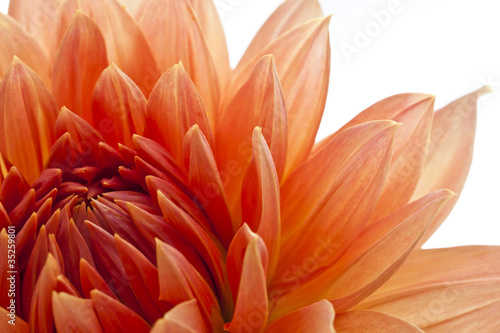 Fototapeta Naklejka Na Ścianę i Meble -  Sommertraum Rote Dahlie