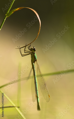 Obraz na płótnie Dragonfly w salonie