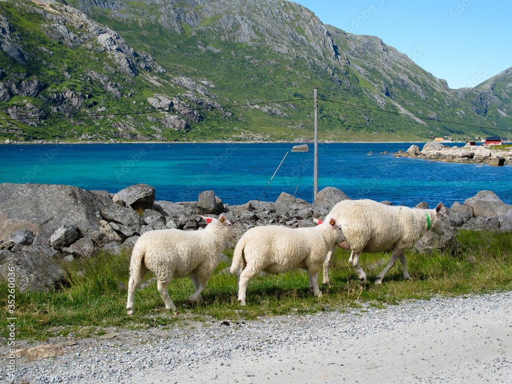 Obraz premium Norway landscape