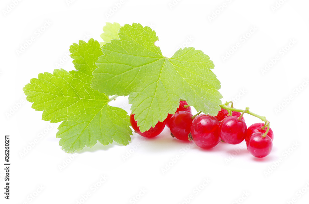 red currant red currant