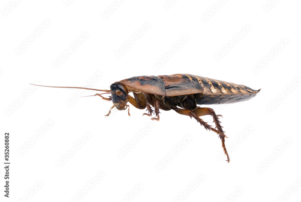 Bug isolated over white Bug isolated over white