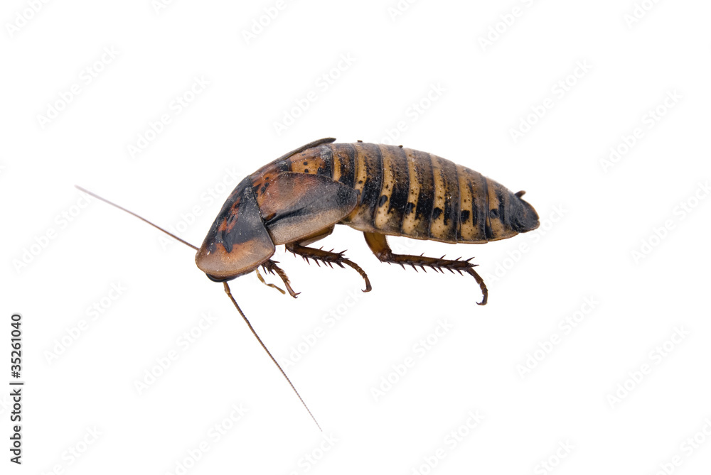 Bug isolated over white Bug isolated over white