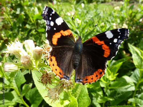 papillon Vanessa atalanta
