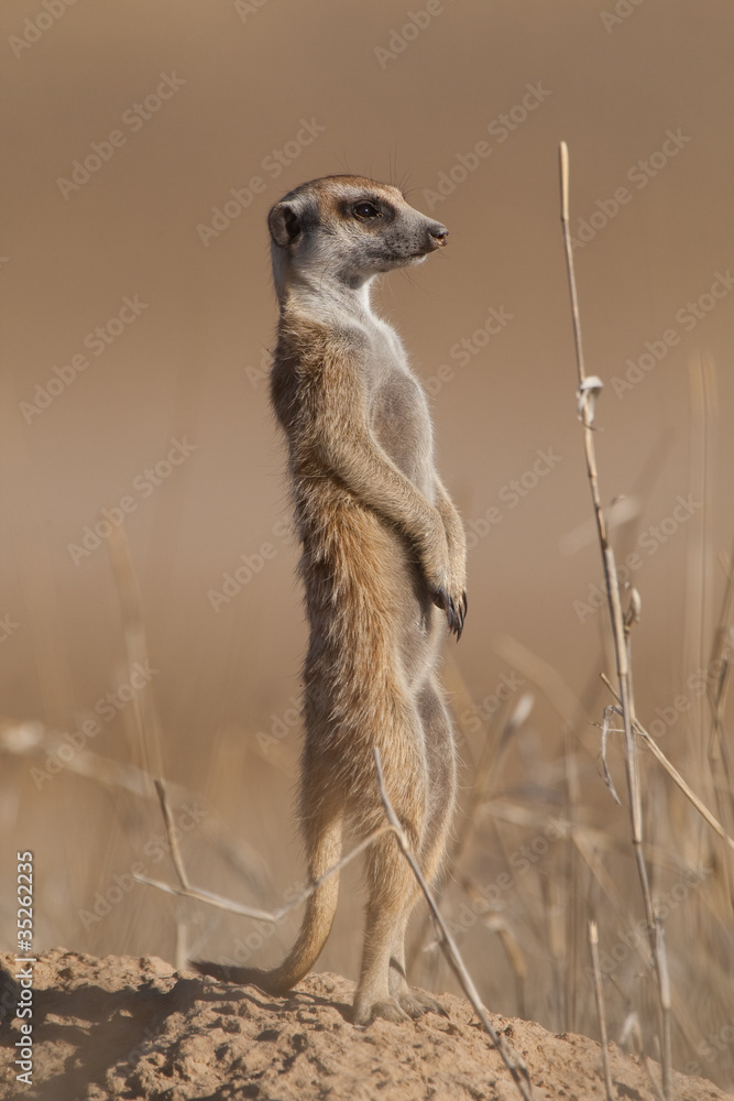 Fototapeta premium Standing meerkat