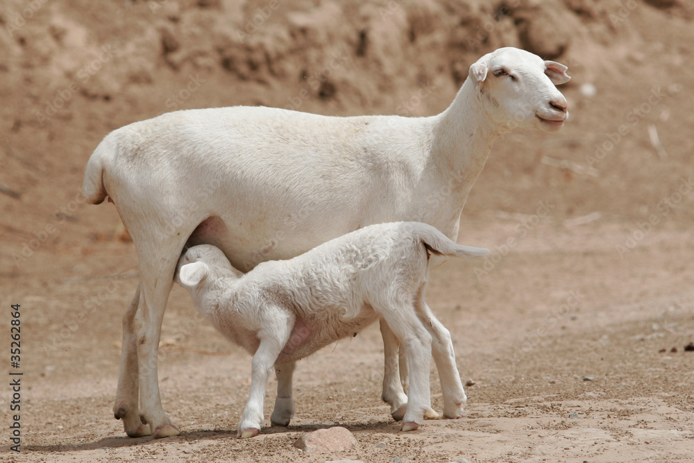 A sheep lamb drinking form its mother A sheep lamb drinking form its mother