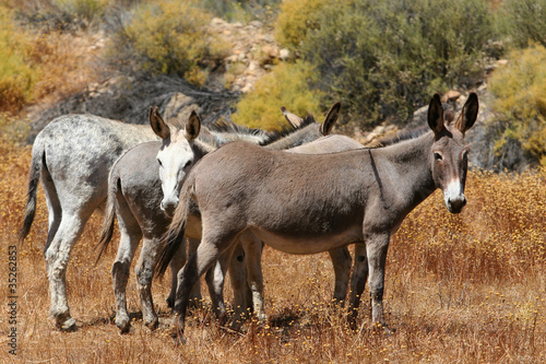 Fototapet Four donkeys standing donkeys