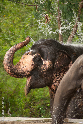 Asian Elephant playing water .
